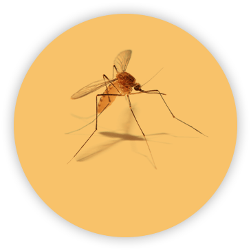 Mosquito on circular yellow background