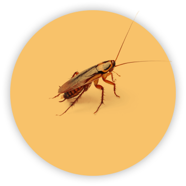 Roach on circular yellow background