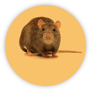 Rat on circular yellow background