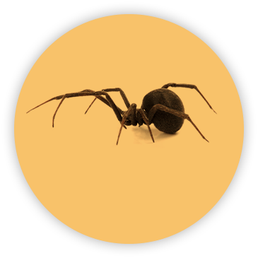 Spider on circular yellow background