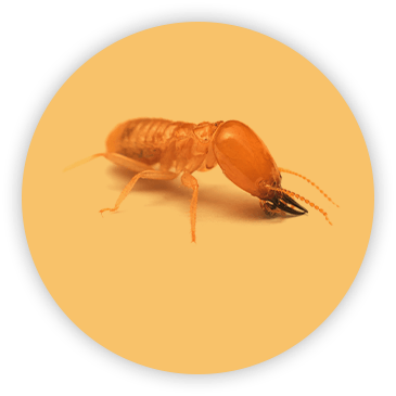 Termite on circular yellow background