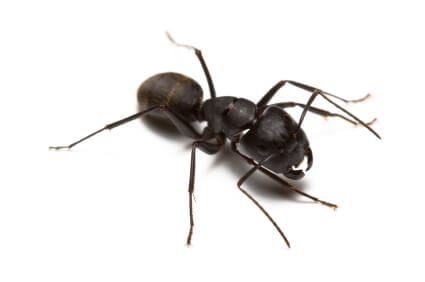 What Foods Are Ants Attracted To?