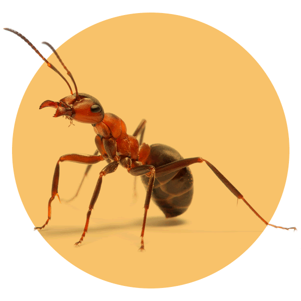 Ant on circular yellow background