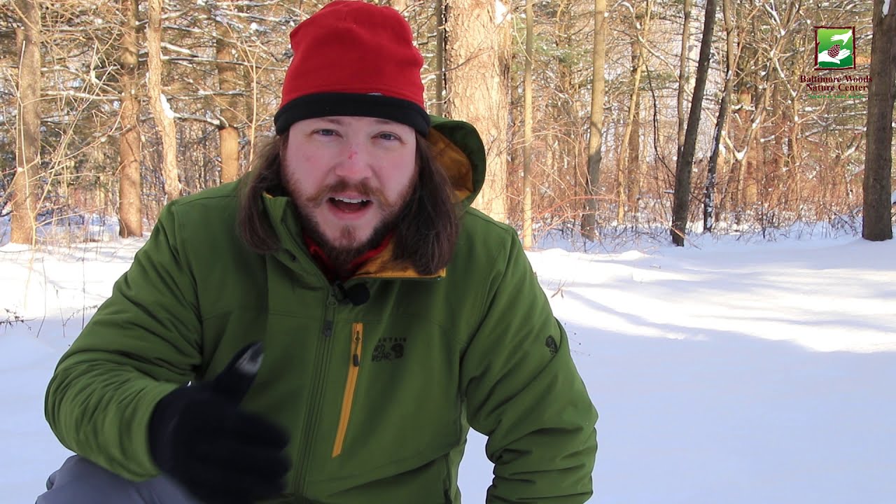 Animal of the Week: Snow Spider