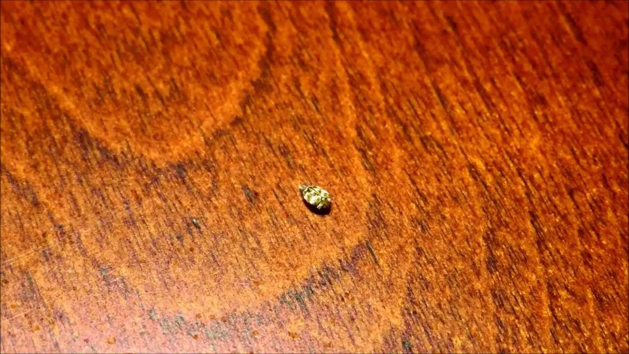 Varied Carpet Beetle, Anthrenus verbasci, Your Home