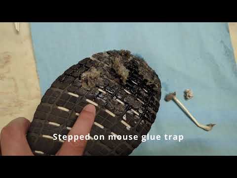 How to remove mouse trap glue from shoe? Vegetable oil