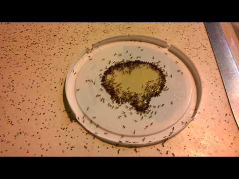 Ants Scattering on Kitchen Counter (eating honey/borax mix)