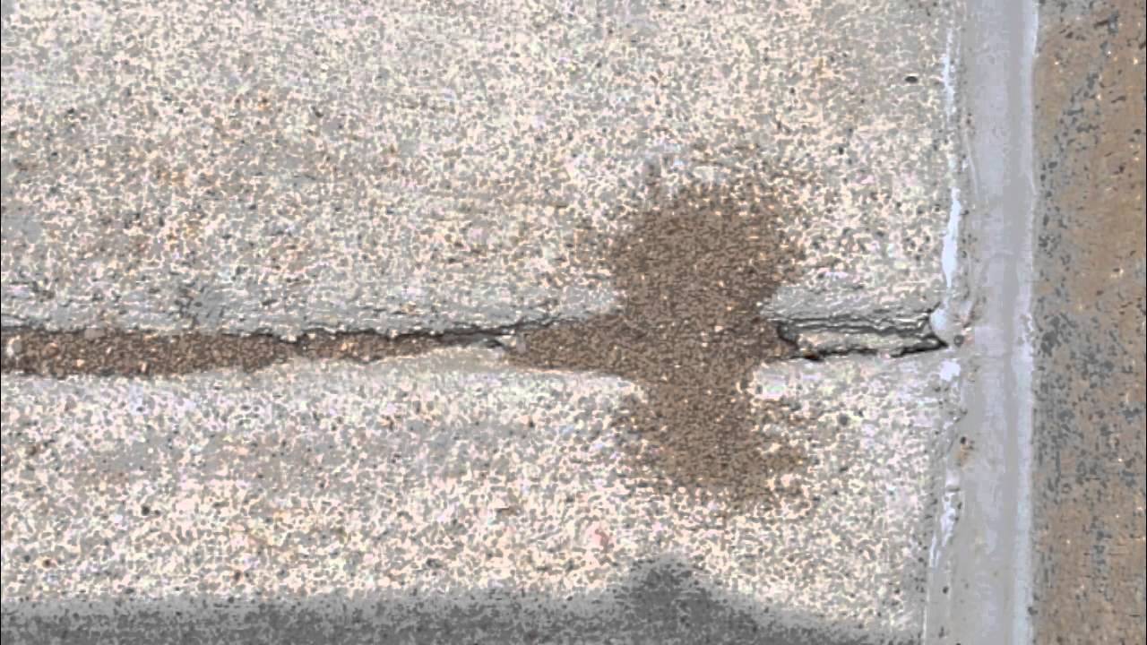 Pavement Ants Around Buildings