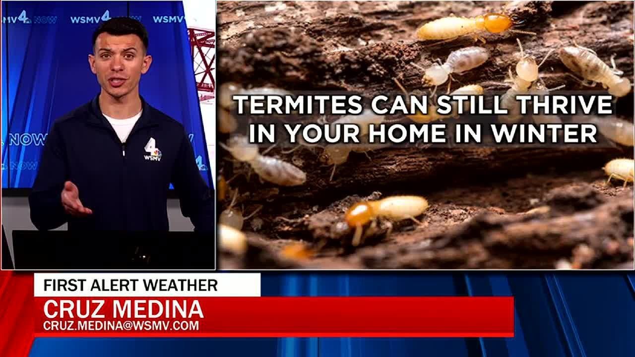 Termites and Winter