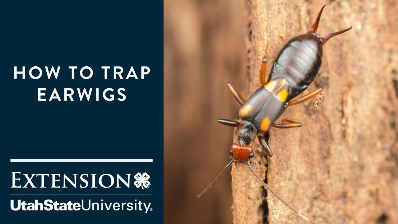 How to Trap Earwigs
