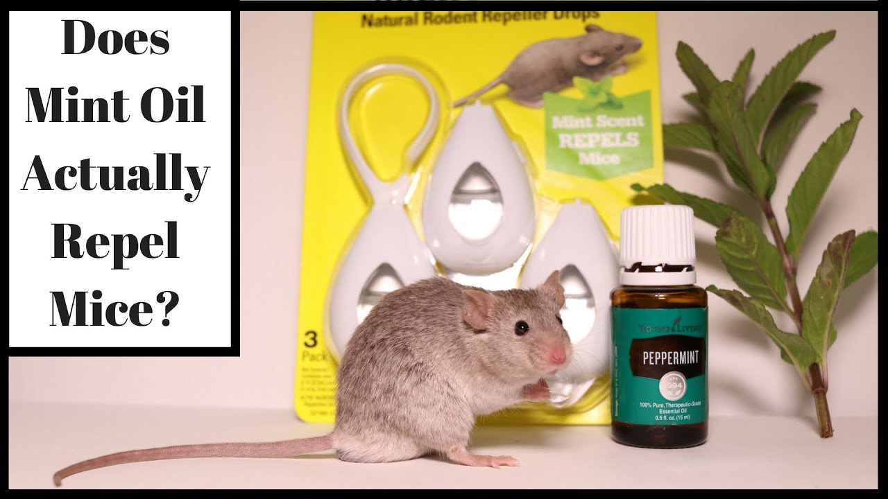 Does Mint Oil Actually Repel Mice?  Let's Test It Out With Real Mice.