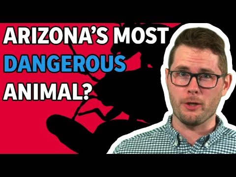 What are Arizona's most Dangerous Animals?