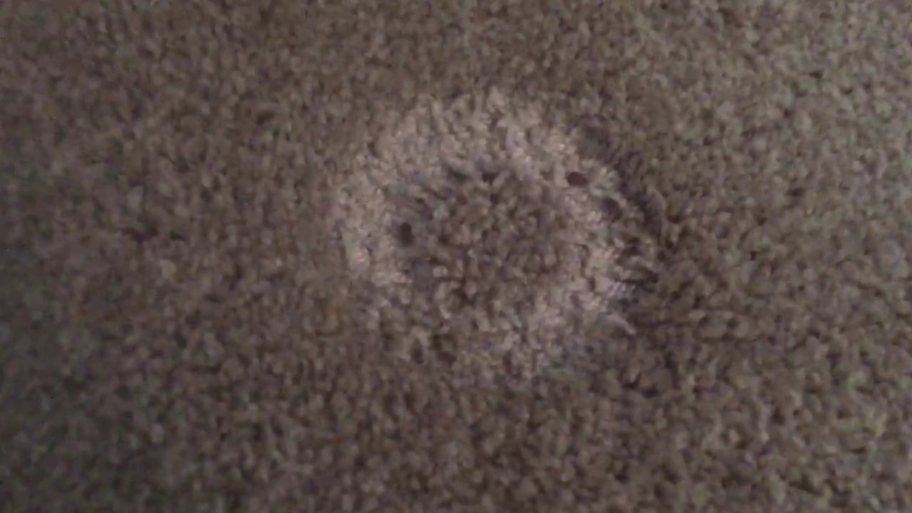 Bed bugs - Hiding in Carpet #shorts