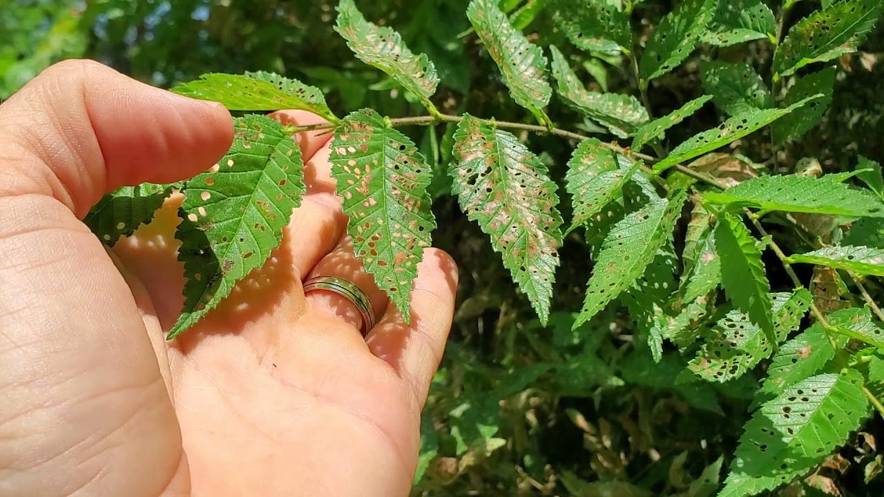 Elm Leaf Beetle Outbreak Colorado