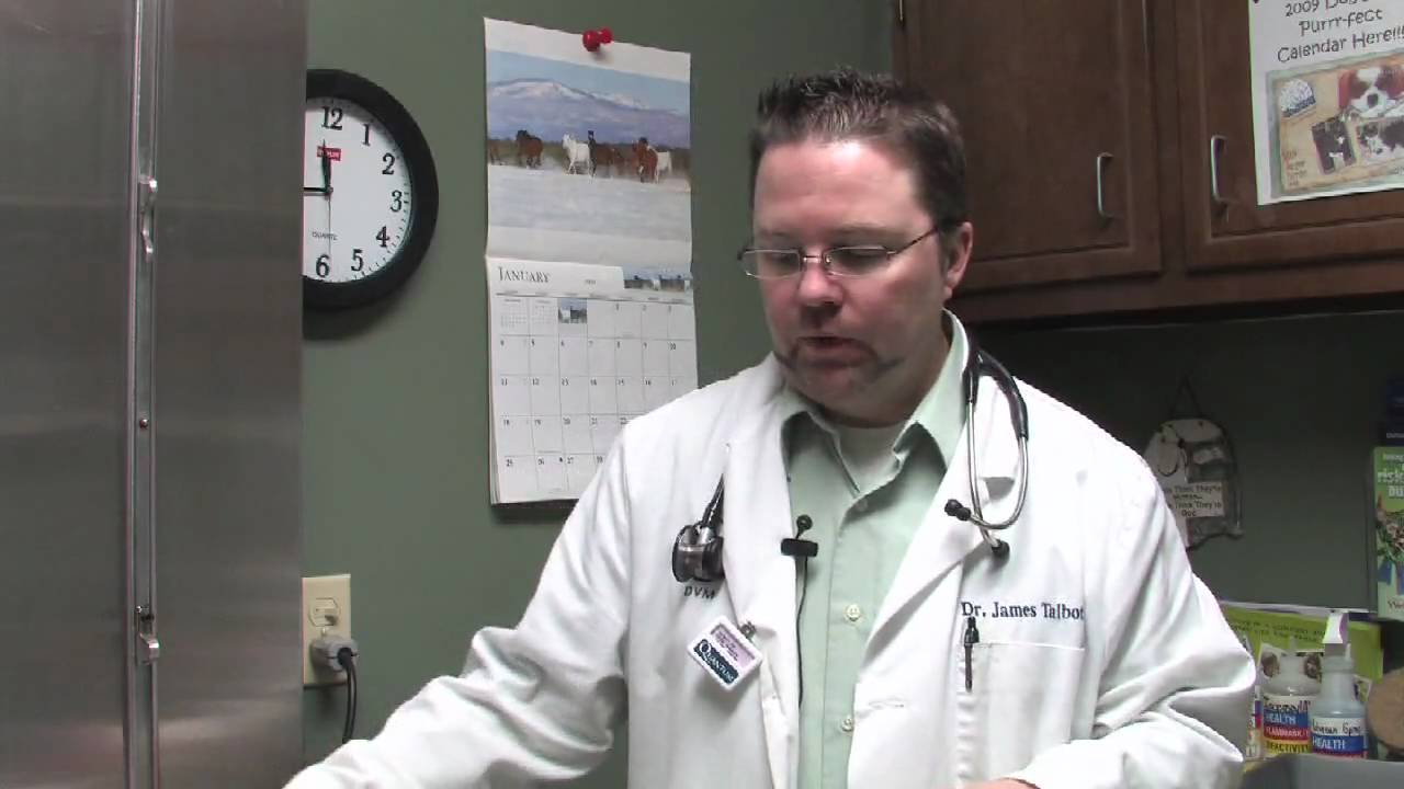 Dog & Cat Diseases : Can Fleas Transmit Diseases to My Dog?