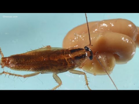 VERIFY: Are cockroaches becoming immune to pesticides?