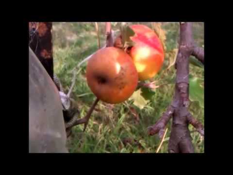 European Wasp Eating Apple