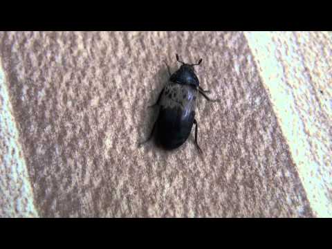 Larder Beetle (Dermestidae: Dermestes lardarius) Locomotion