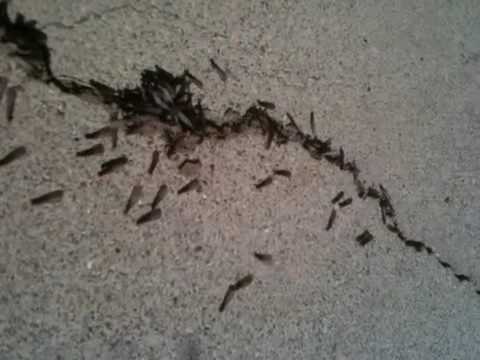 Subterranean Termite Colony Swarming for Reproduction