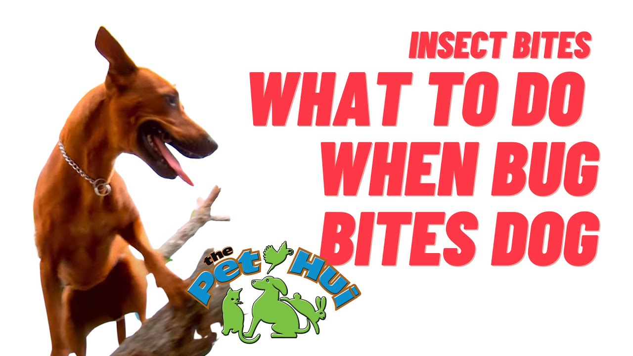 What happens when your dog gets bitten by an insect?