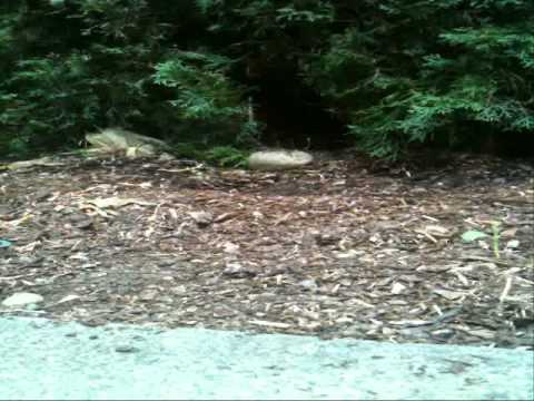 Yellow Jackets Swarming