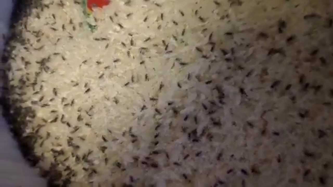 Rice Weevils