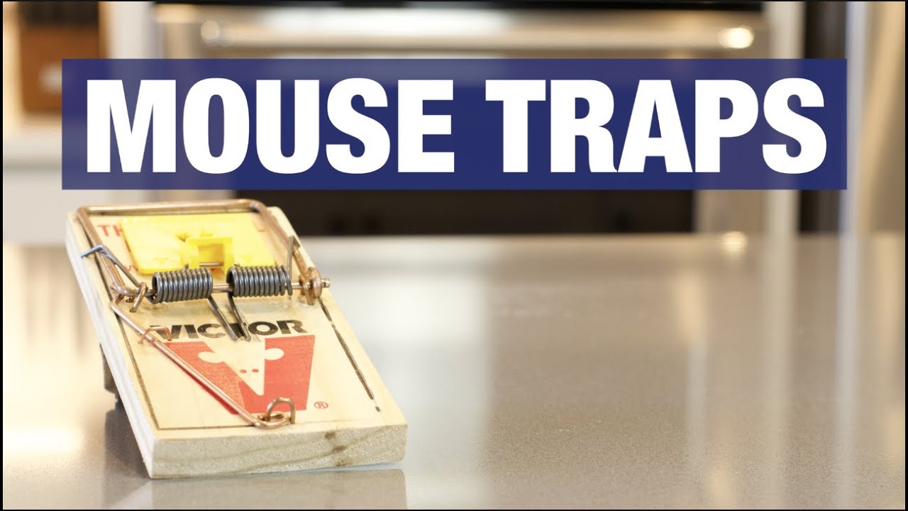 Different Types of Mouse Traps