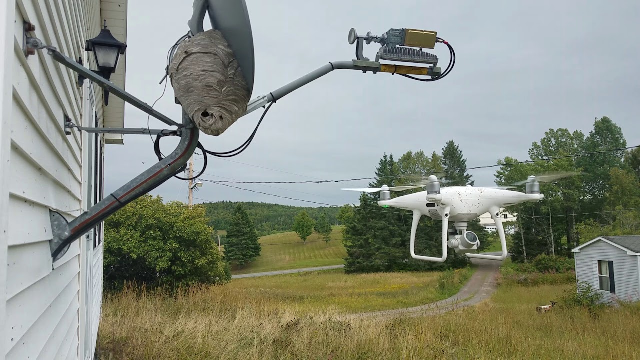 Drone vs Bald Faced Hornets