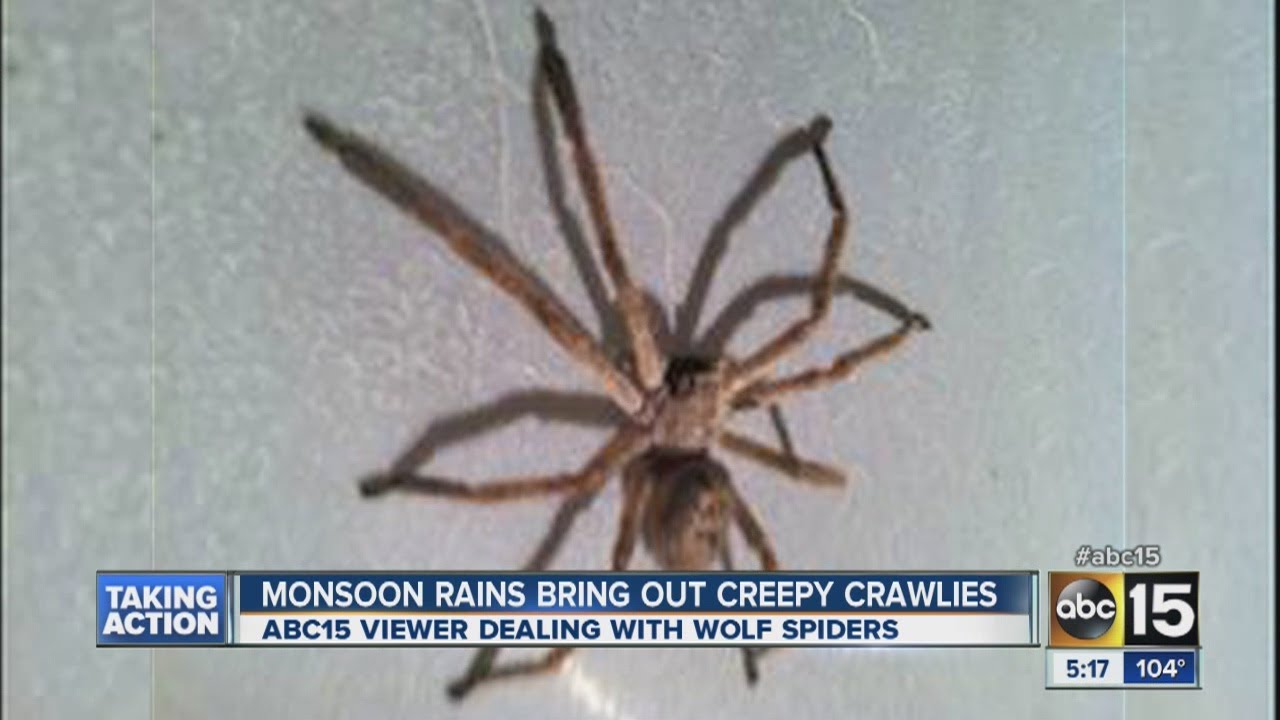 Monsoon rains bring out more spiders
