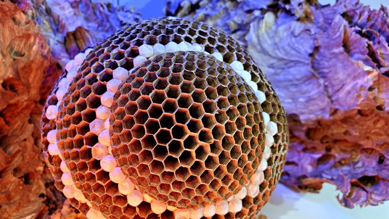 Hornet VS Yellow Jacket - Whats The Difference? | Inside Wasp Nests | Wasp Nest Removal