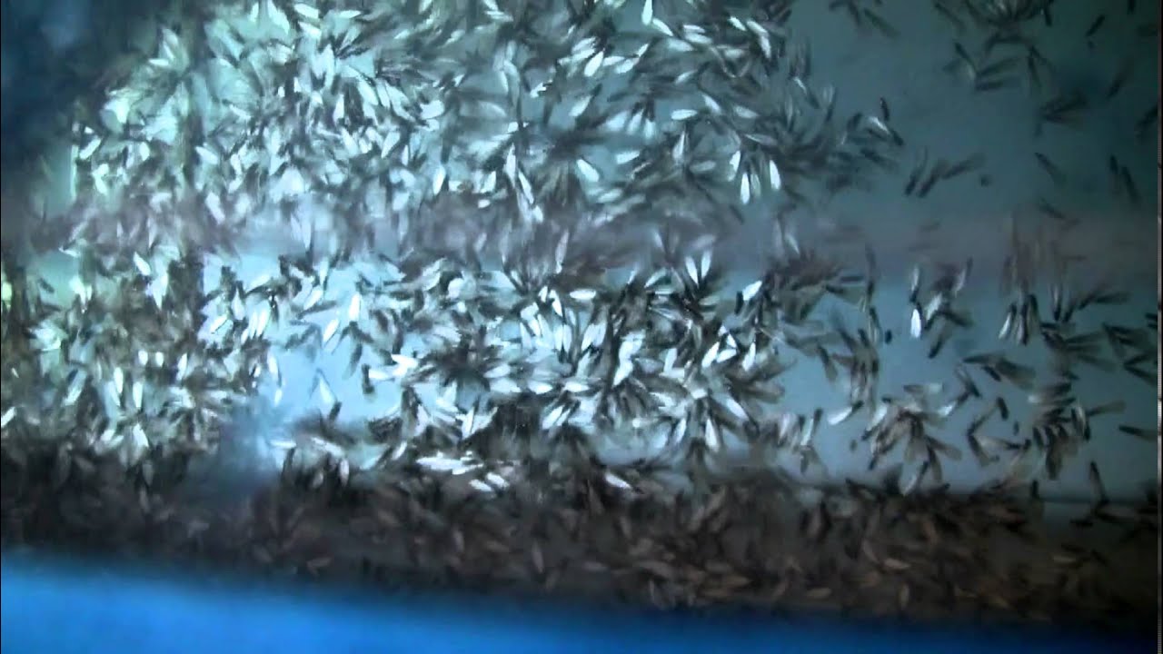 Coptotermes gestroi dispersal flight 2016 South Florida