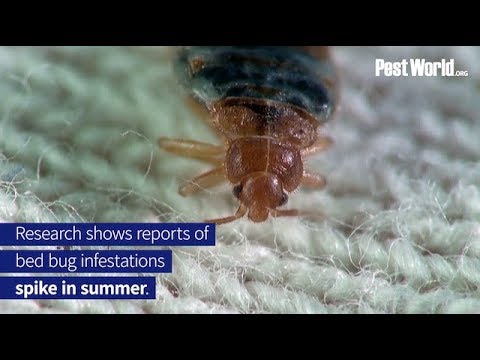 Bed Bugs Spike During Summer Travel - PestWorld
