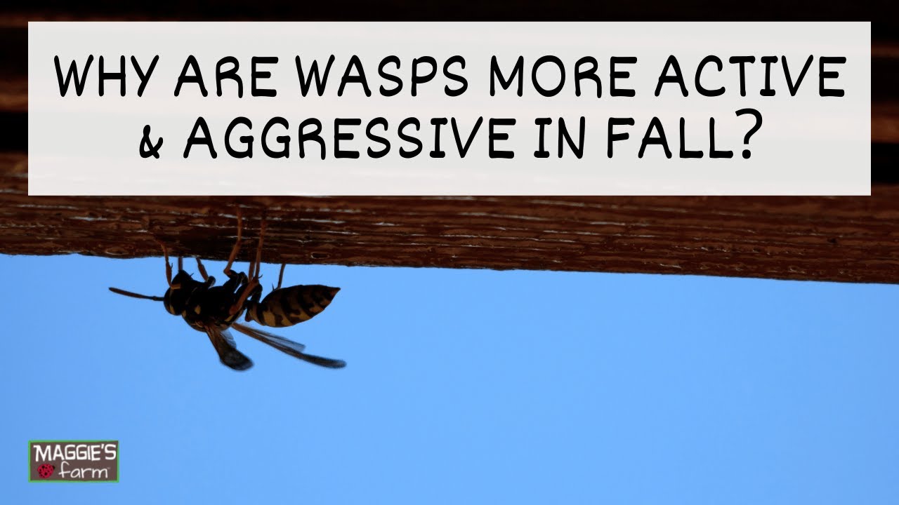 Why Are Wasps more Active & Aggressive in Fall