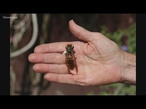 Are 'murder hornets' in Arizona?