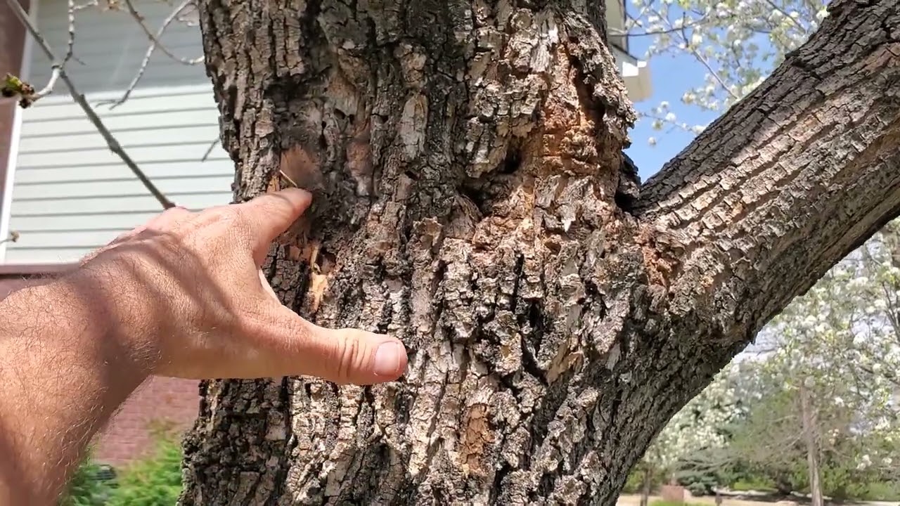 Carpenter Ants in Trees, Colorado