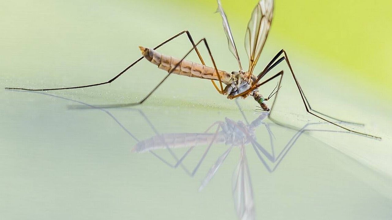 How to get rid of mosquito breeding sites