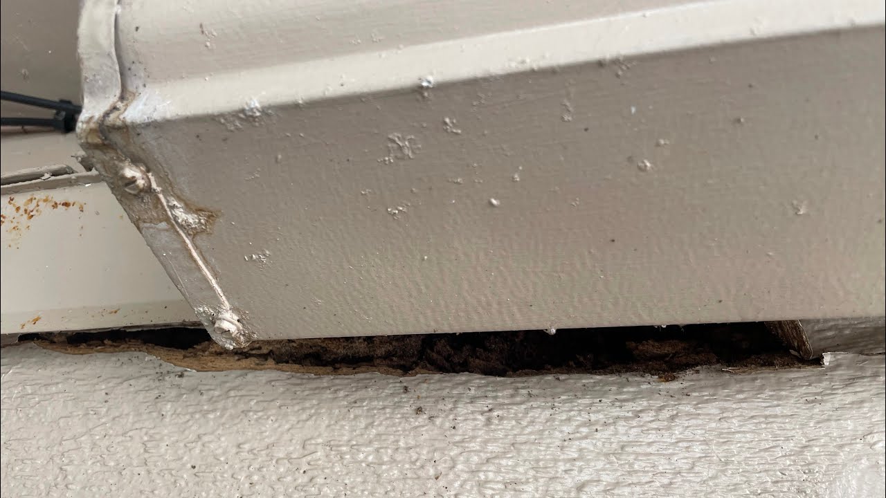 Carpenter Ants or Termites ? / Doesn’t Matter / They Can Both do Damage