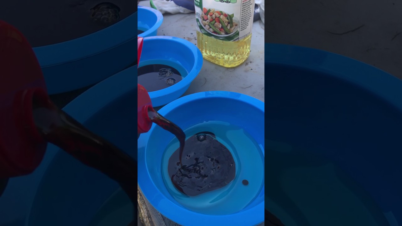Earwig traps