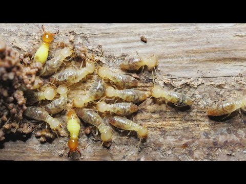 Why do termites damage homes by eating wood?