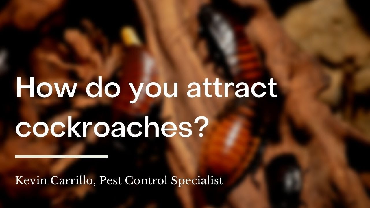 How do you attract cockroaches?