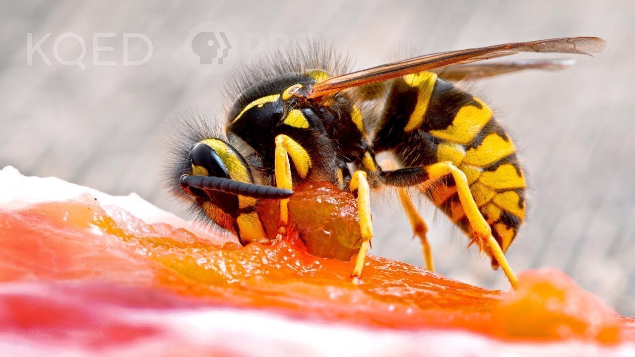 Yellowjackets Roll Tiny Meatballs For The Babies | Deep Look