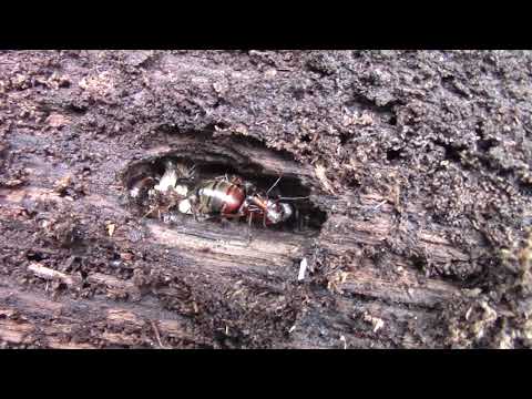 Queen Carpenter Ant - Red and Black - CTnaturalist