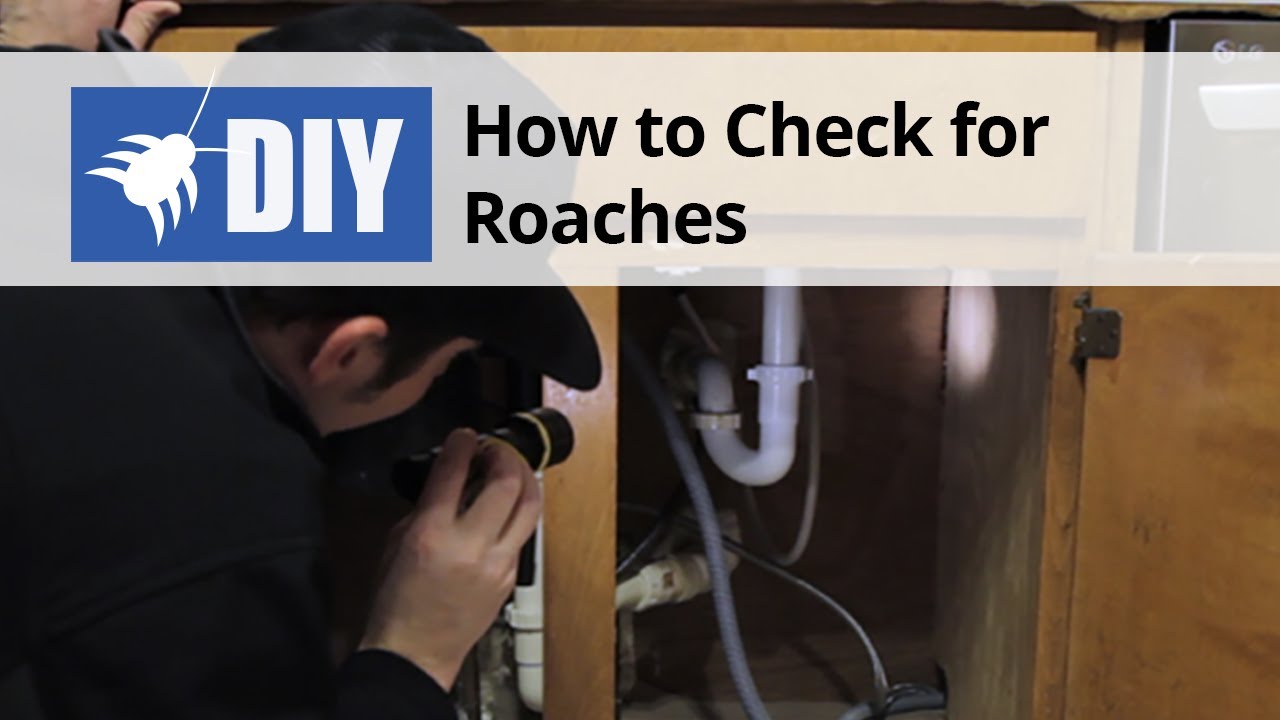 Cockroach Inspection - Learn Where Roaches Hide