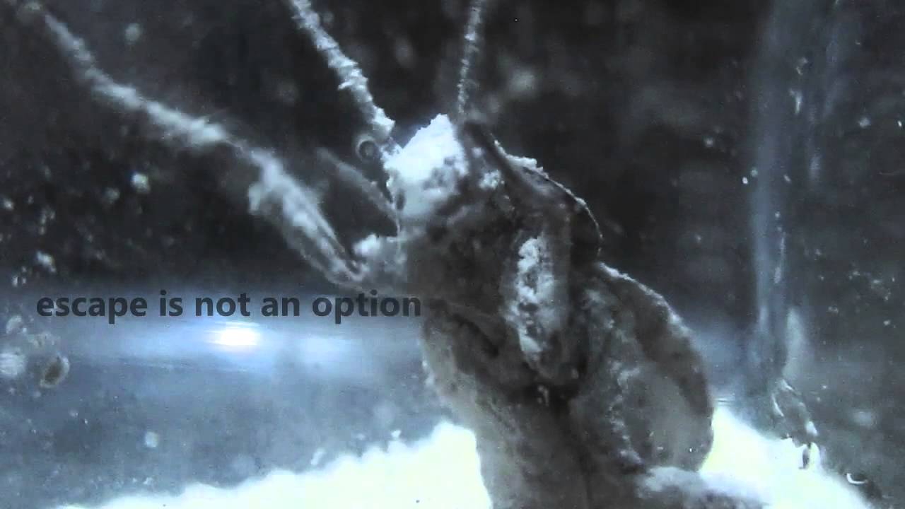 Diatomaceous Earth Test with a Cockroach