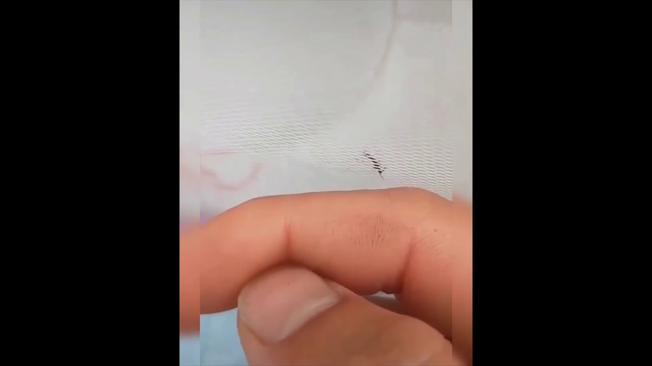 Mosquito trying to bite through net