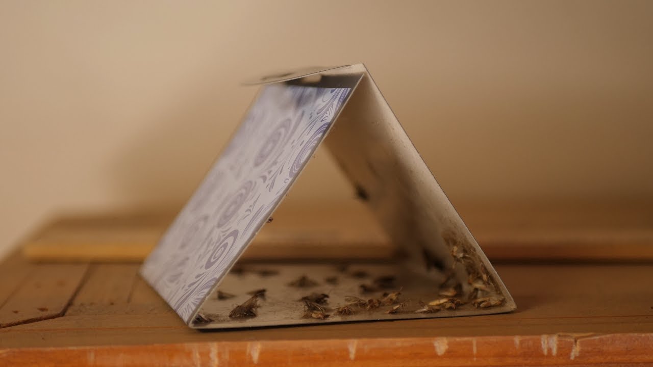 Pantry Moth Traps Actually Work!!