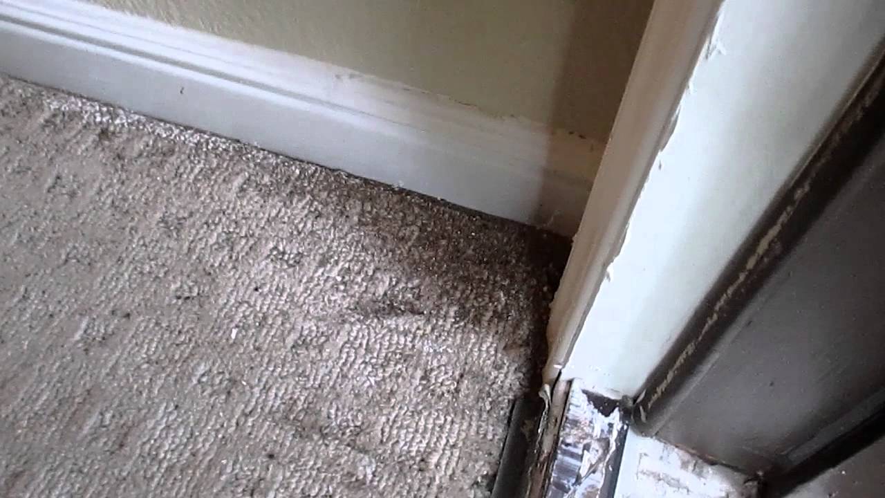 Active Carpenter Ant infestation shown by Dallas Home Inspector, Greg House.