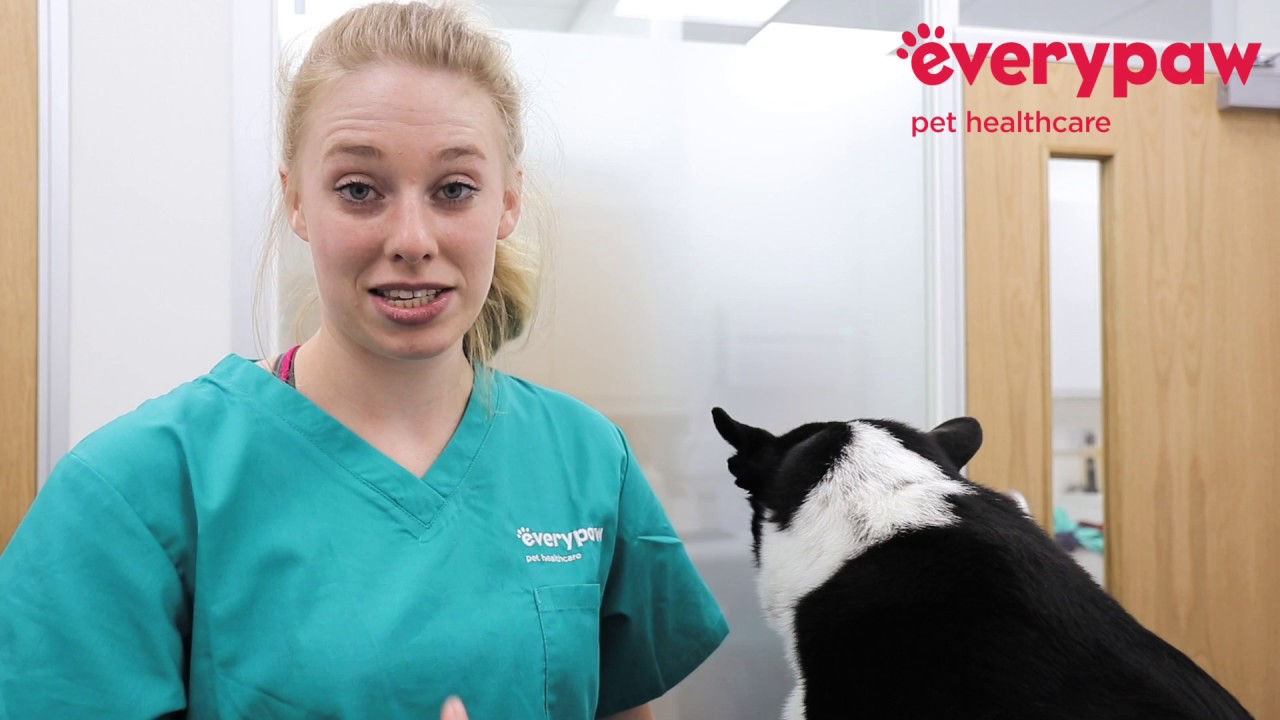 How to Get Rid of Fleas on Dogs