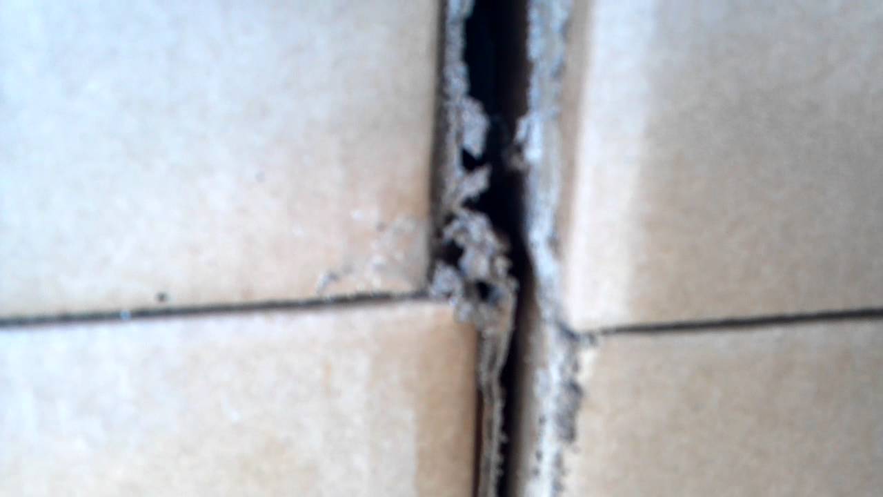 Termites eating cardboard