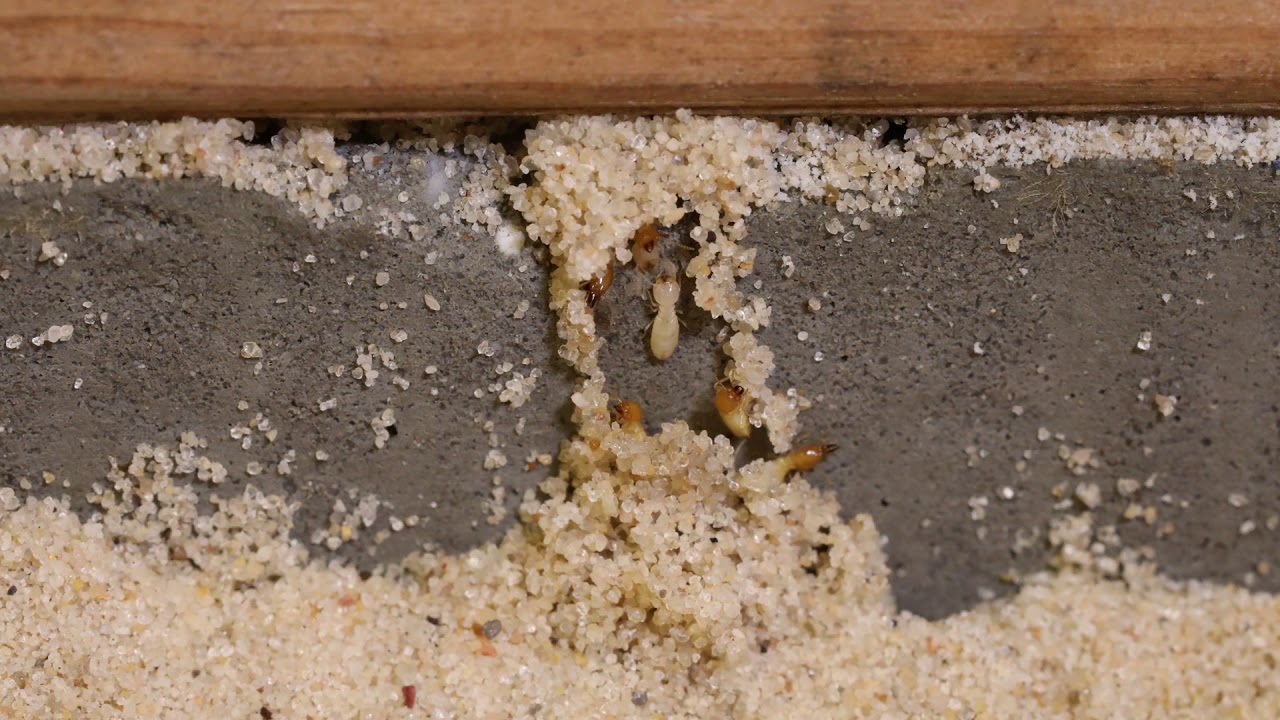 Mud Tube Formation